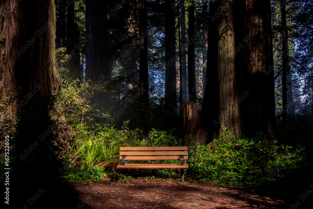 Early morning light shining on a bench in a foggy redwood (Sequoia sempervirens) forest Early morning light shining on a bench in a foggy redwood (Sequoia sempervirens) forest