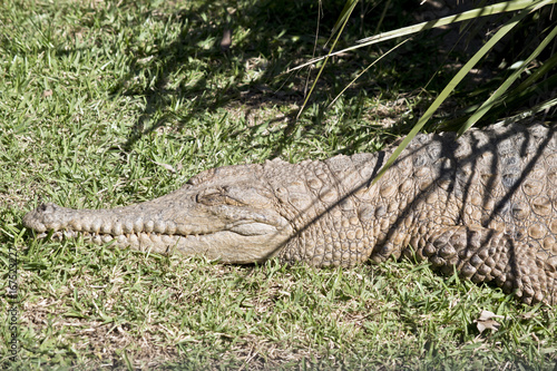 fresh water crocodile