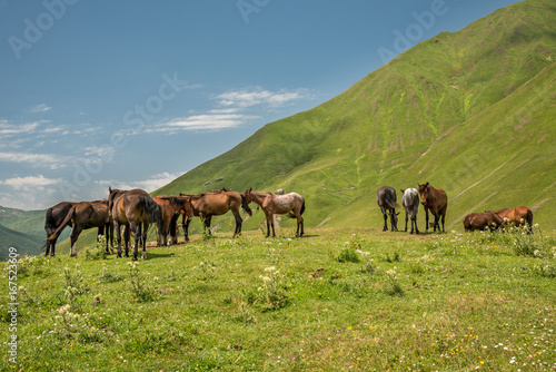 Herd of horses standing on green pasture under blue sky in Svaneti, Georgia © Zdenar Adamsen