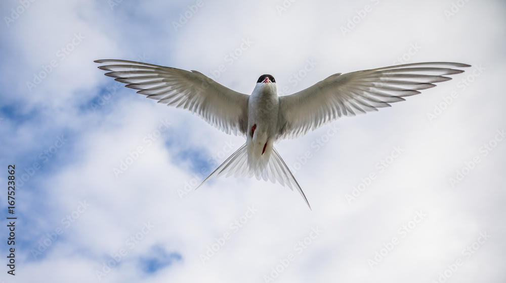 Fototapeta premium Arctic tern, Sterna Paradisaea, in the air on Svalbard