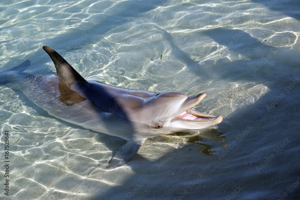 Obraz premium dolphin