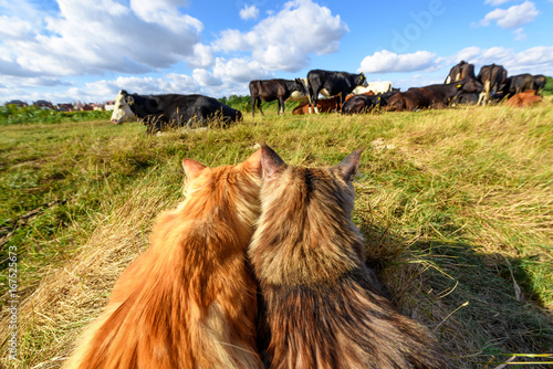 Maine Coon cats gazing at cows photo