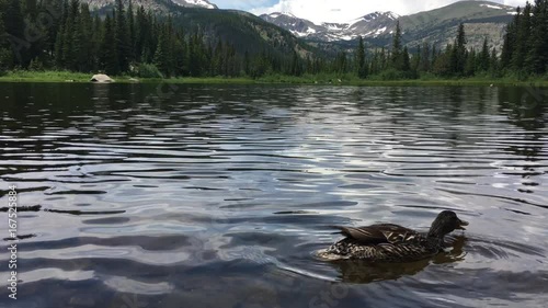 Mallard Duck at Lost Lake Colorado photo