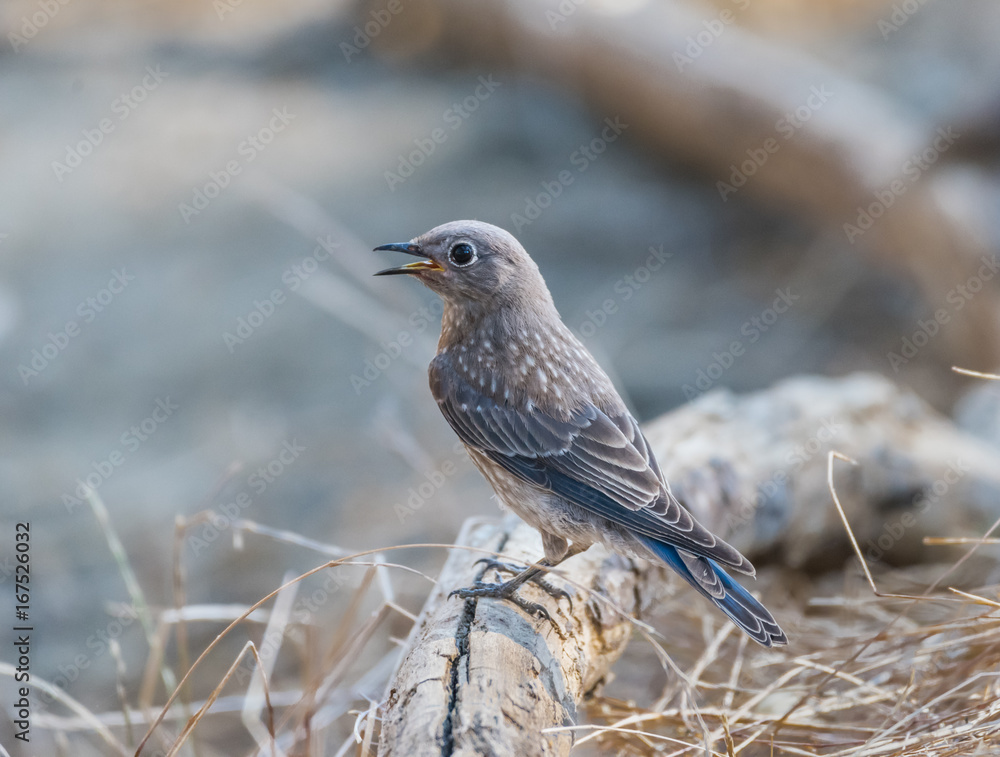 Obraz premium Juvenile Western Bluebird