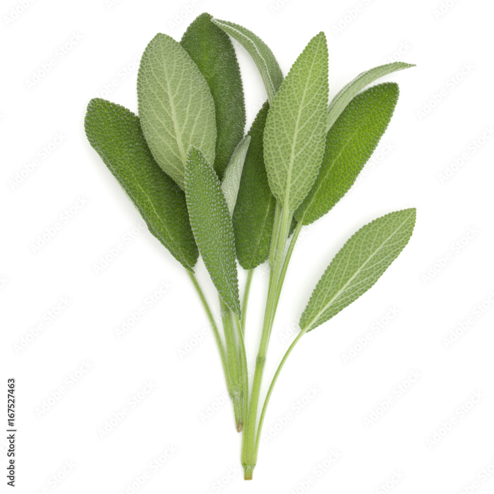 Obraz premium Sage herb leaves bouquet isolated on white background cutout. Top view.
