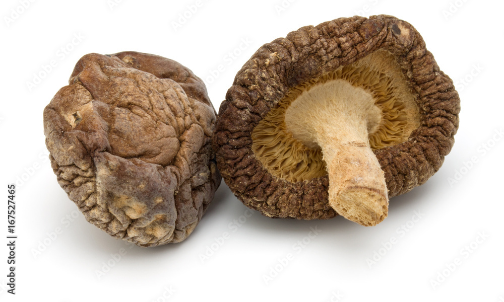 Dried Shiitake Mushroom isolated on white background Dried Shiitake Mushroom isolated on white background