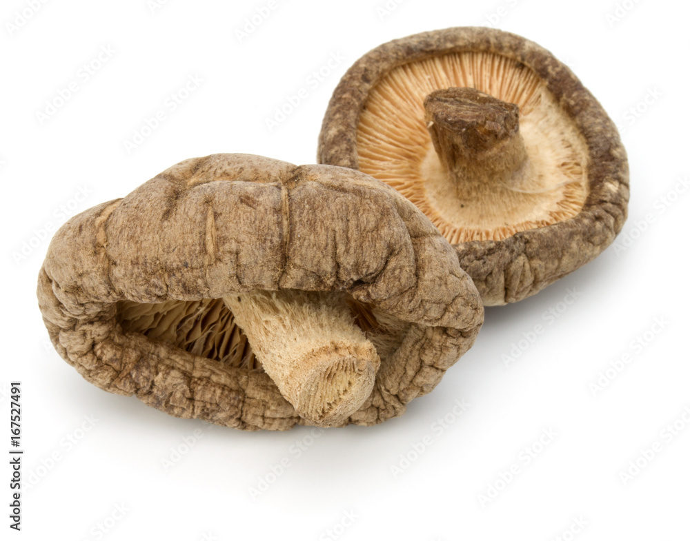 Dried Shiitake Mushroom isolated on white background Dried Shiitake Mushroom isolated on white background