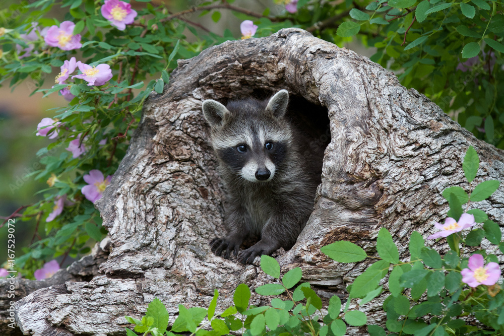 Naklejka premium Baby Raccoon