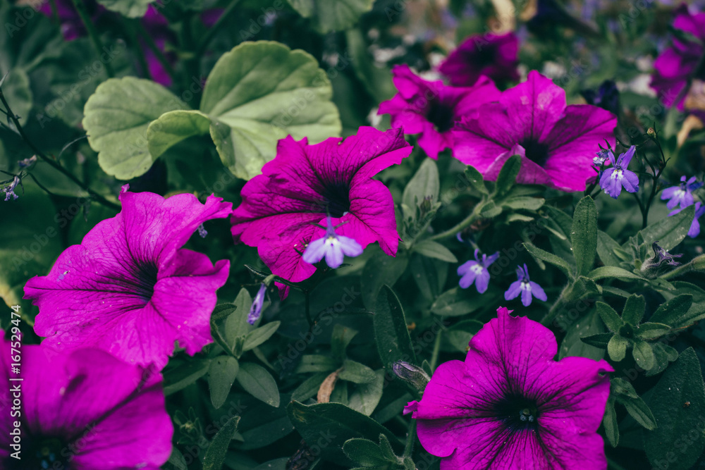 Summer Bloom Summer Bloom