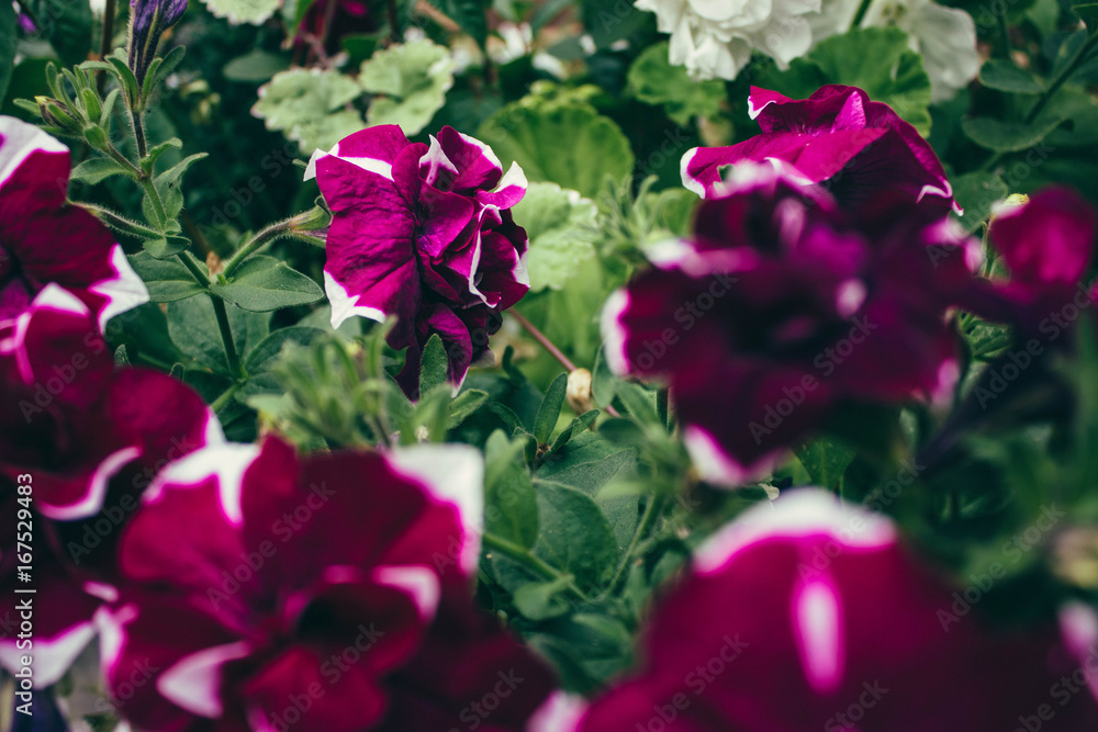 Summer Bloom Summer Bloom