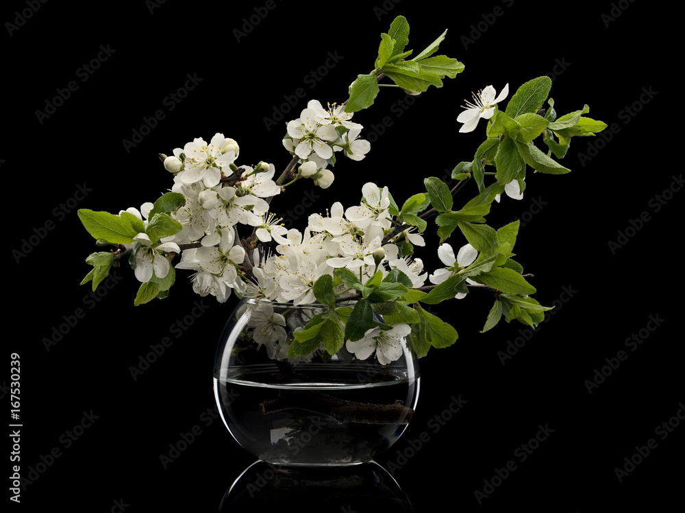 Plum flowers in glass vase