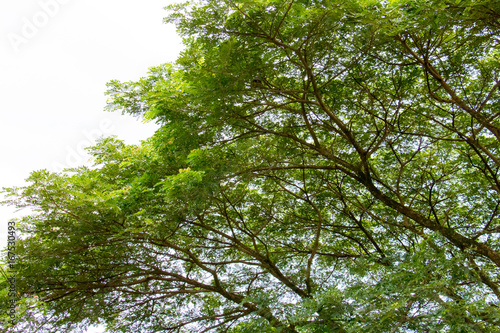 green leaf of treetop and branch with sky