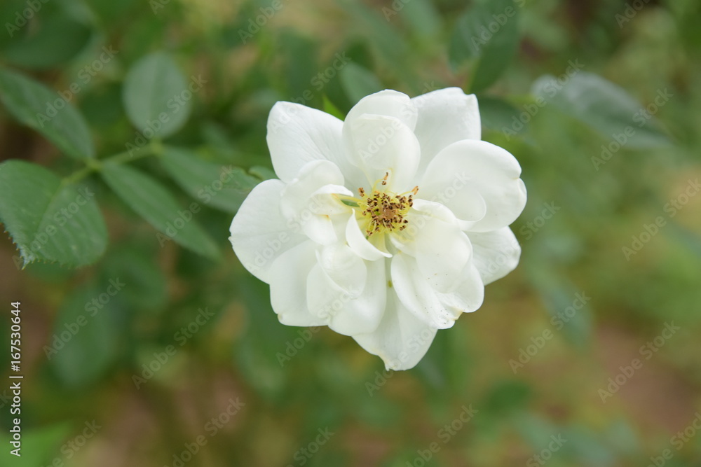 white flower