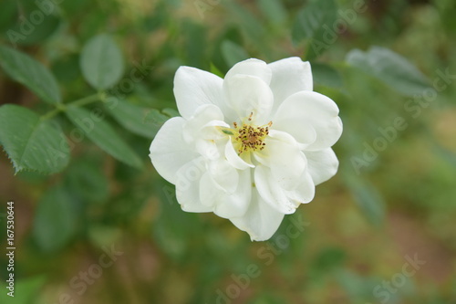 white flower