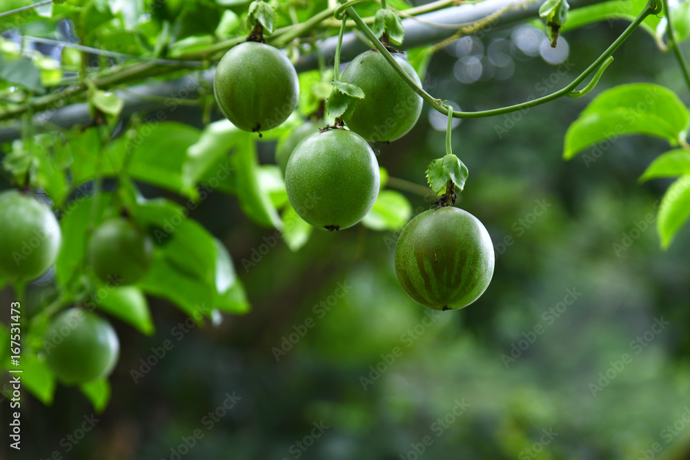 Passion fruit on the tree in passion fruit farm.