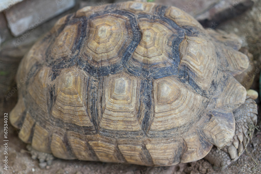 Fototapeta premium Asian breed turtles in the zoo
