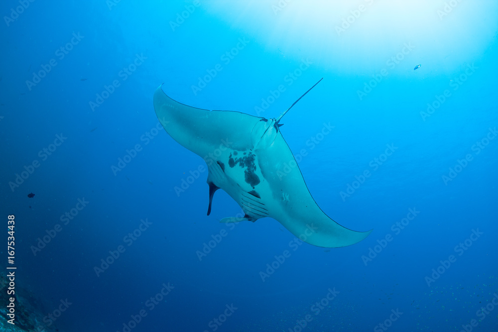 Manta rays floating underwater in the tropical ocean