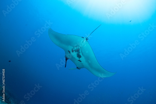 Manta rays floating underwater in the tropical ocean