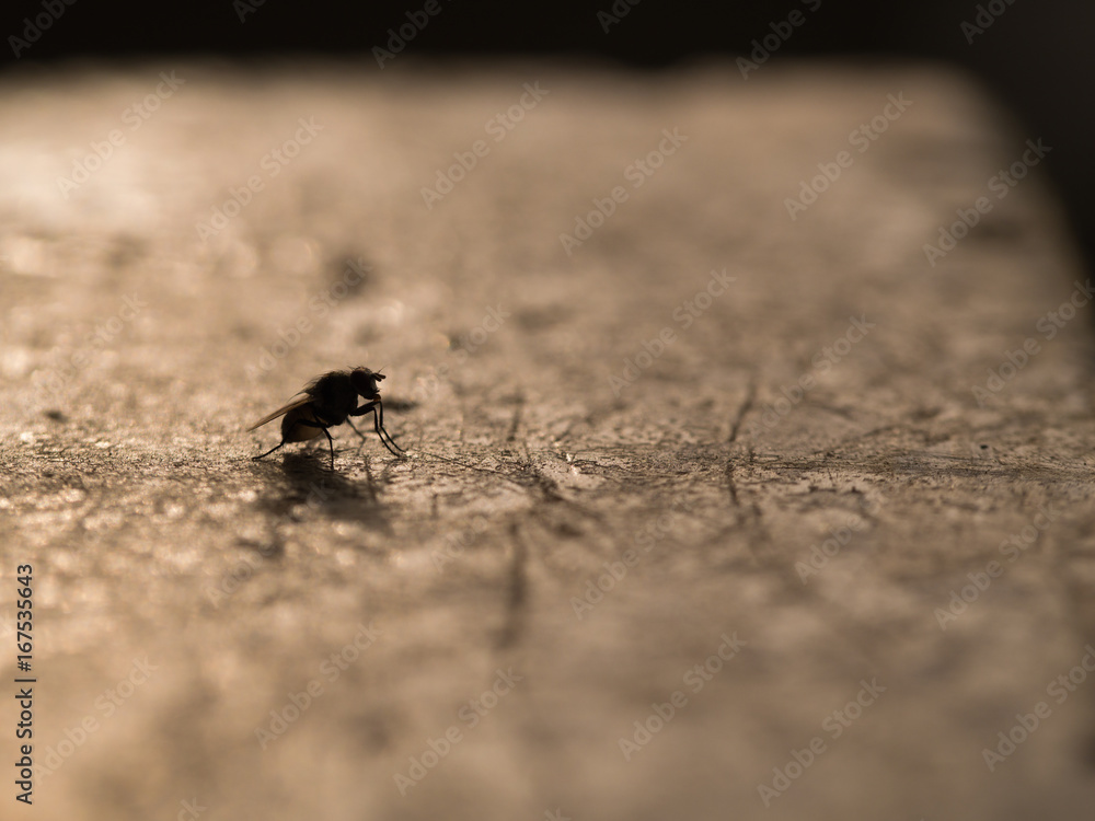 Fototapeta premium The Silhouette Fly Cleaning Legs