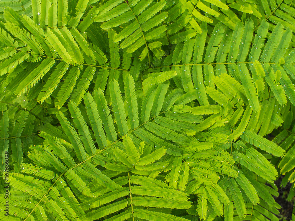Green Cha Leaves after Rain Green Cha Leaves after Rain