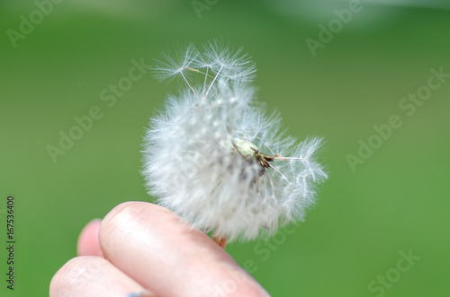 Fototapeta Naklejka Na Ścianę i Meble -  Dandelion macro detail