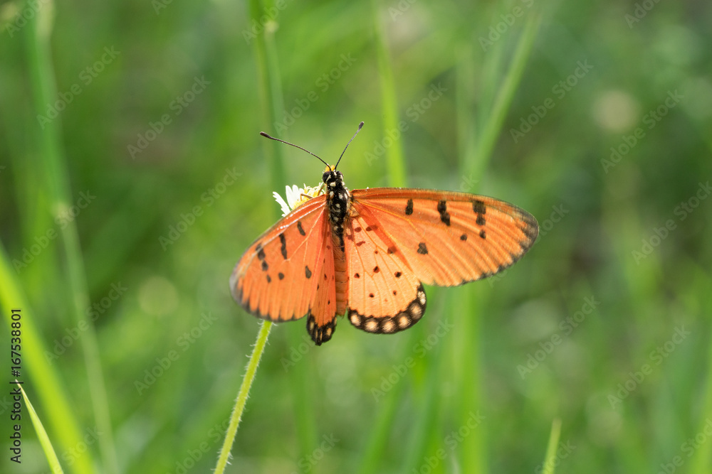 Obraz premium The Butterfly.