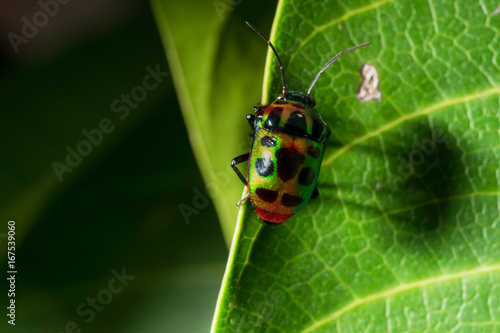 Green beetle on a leaf. © Phuminun