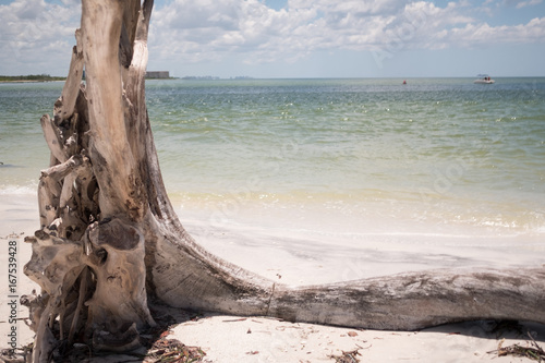 dead fallen tree on sandy beach and ocean waves