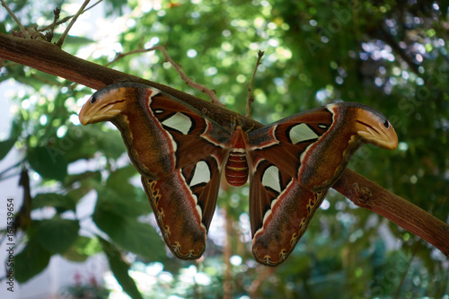 Giant Moth hanging from a tree branch, Fair Park, Dallas, TX photo