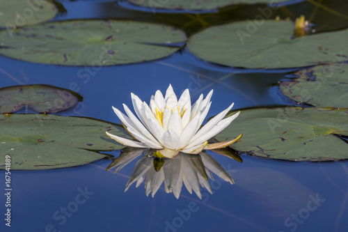 Water Lily blooming on a lake in summer - Ontario, Canada