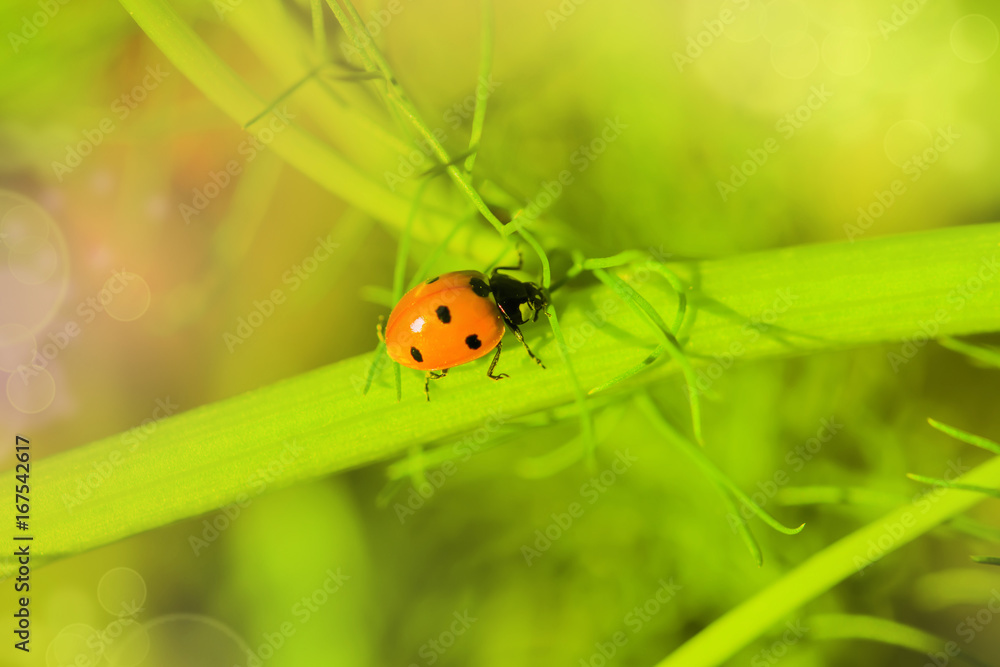 Ladybug beetle on a green grass, summer landscape, macro Ladybug beetle on a green grass, summer landscape, macro