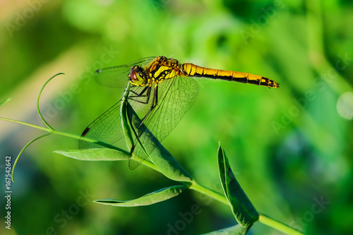 Insect dragonfly on green grass, summer landscape, macro