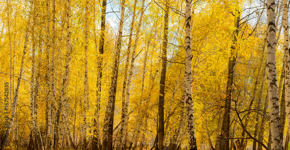 Fototapeta premium yellow leaves on the trees