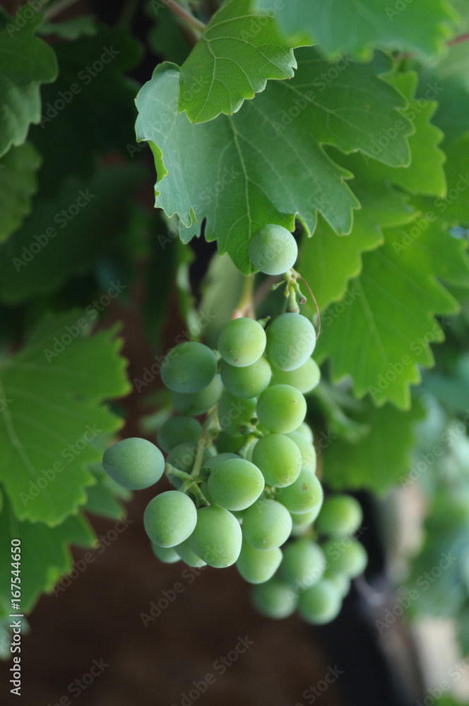 A bunch of green grapes among the foliage on the vine. Soft focus A bunch of green grapes among the foliage on the vine. Soft focus