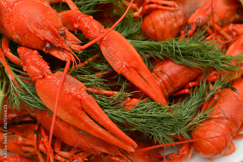 Boiled crayfish with dill. Seafood. Snack to beer. Boiled crayfish with dill. Seafood. Snack to beer.