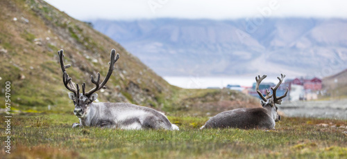 two reindeer resting at night in front of Longyearbyen, Svalbard, Arctic