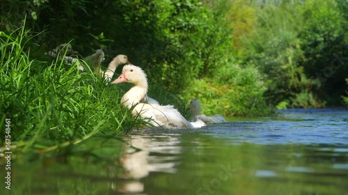 DOMESTIC DUCKS FLOATING ON THE RIVER. Beautiful ducks is spreading its wings to fly on the lake, Beautiful Scenery Duck Taking Off on a Natural Lake in Slow Motion Video Clip photo