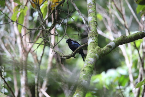 Sumatran drongo (Dicrurus sumatranus) in Tapan Road, Sumatra, Indonesia photo