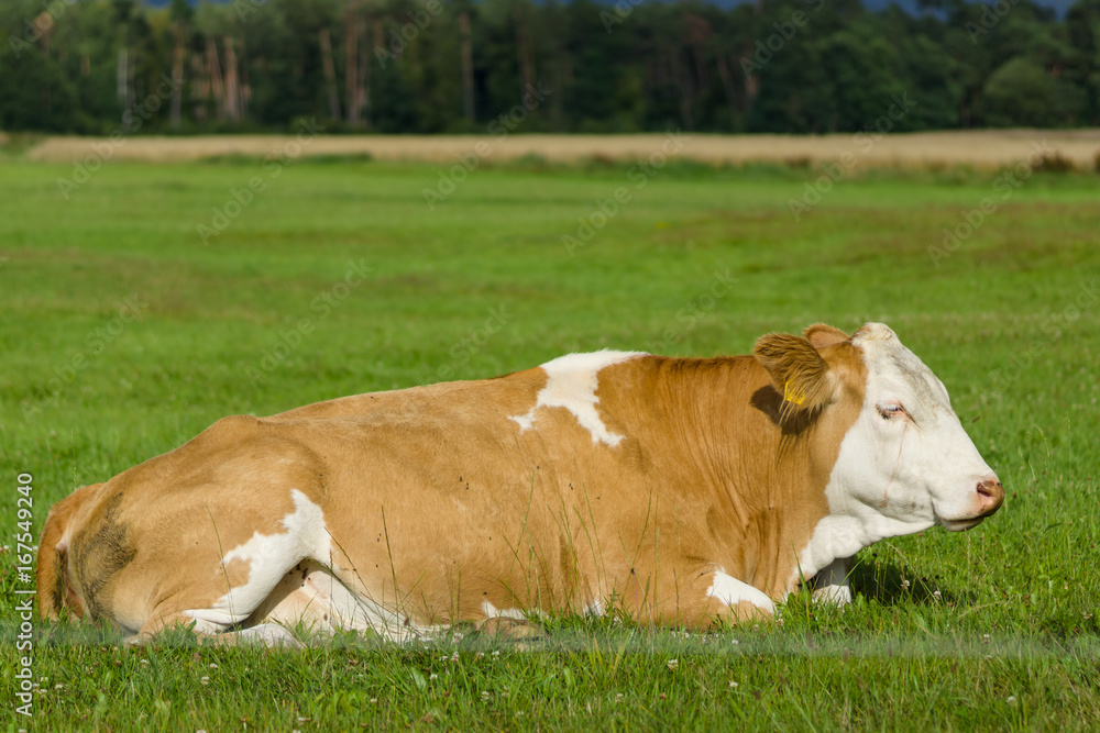 The cow lies on the pasture.