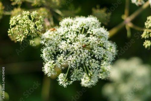 Flower of a poisonous biennial herbaceous flowering plant - Conium maculatum.