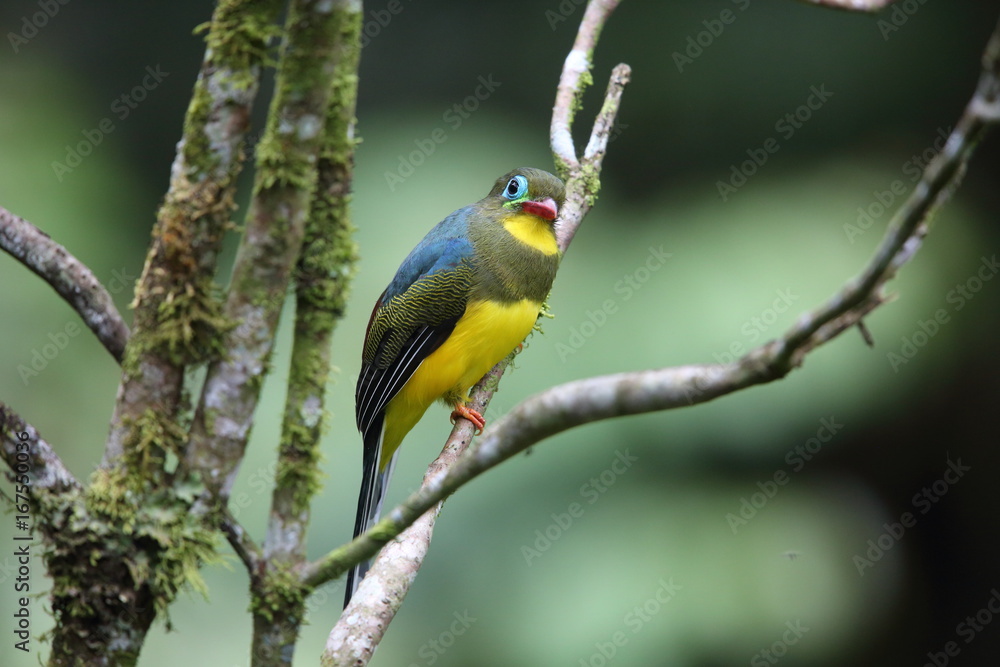 Fototapeta premium Sumatran trogon (Apalharpactes mackloti) in Sumatra,Indonesia