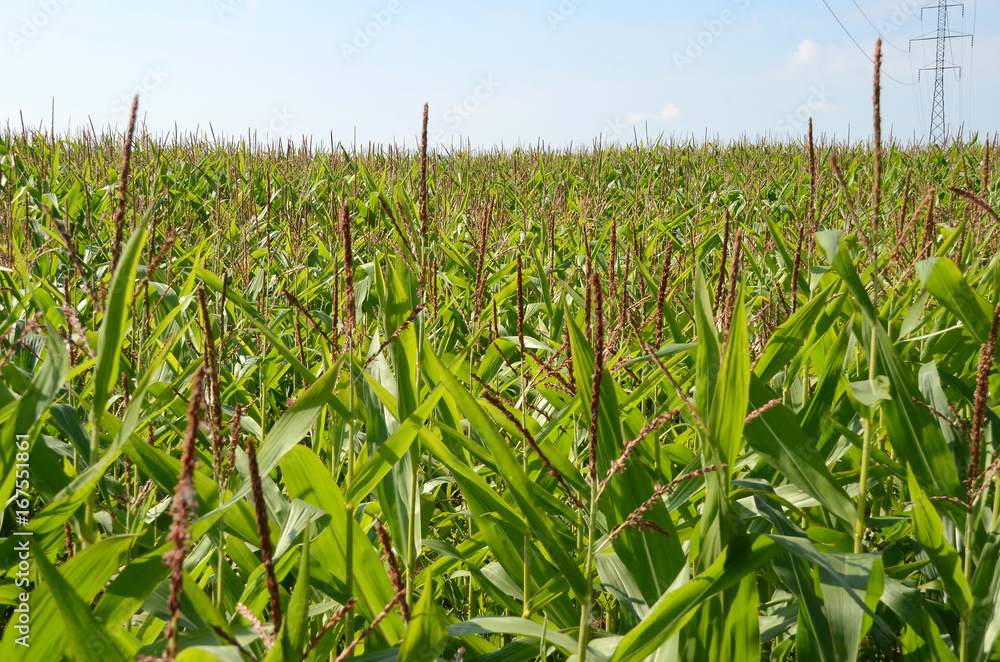Fototapeta premium Corn field, the maize is not ready for harvest yet.