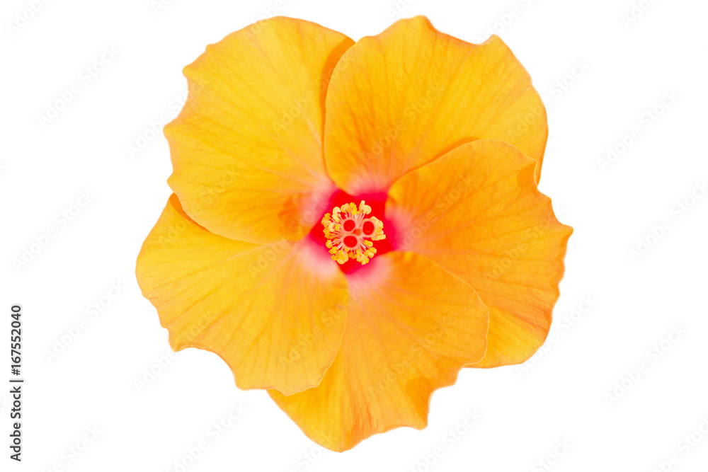 Naklejka premium yellow flowers