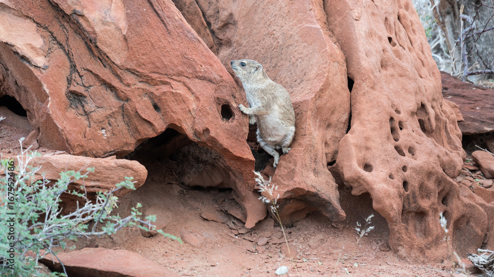 Obraz premium Twyfelfontein, Namibia, Africa