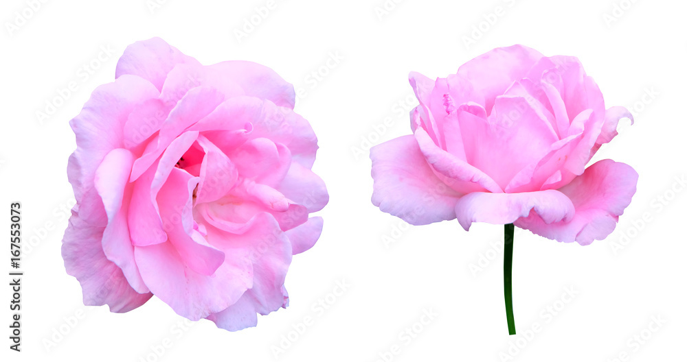 Two pink roses isolated on white background with clipping path. Two pink roses isolated on white background with clipping path.