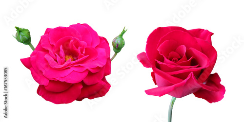 Two crimson roses isolated on white background with clipping path.