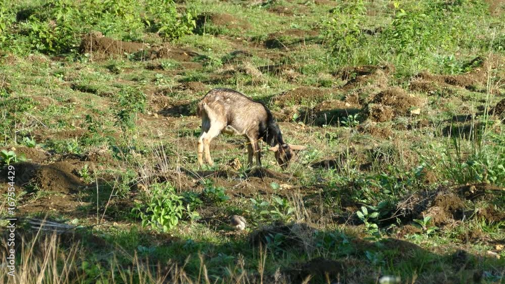 Goat eating grass in the morning at the countryside of the Philippines Goat eating grass in the morning at the countryside of the Philippines