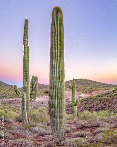 Triple cactus squad in Arizona