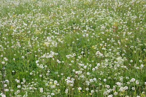 Meadow with many dandelion flowers in spring