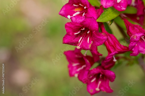 blooming weigela